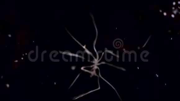 海洋蜘蛛pycnogonida在海底的黑色背景下接近水下视频的预览图