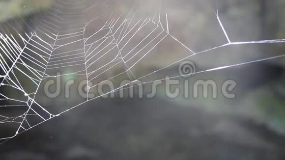 蜘蛛网早上在森林里视频的预览图