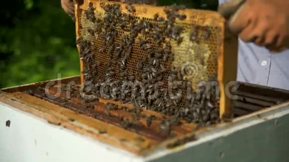 养蜂人摇动蜂蜜细胞以清除蜜蜂蜜蜂在飞视频的预览图