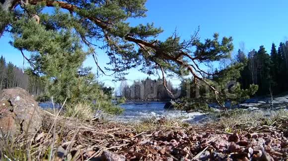 芬兰基米的自然景观沿海森林的快速河流水运动视频的预览图