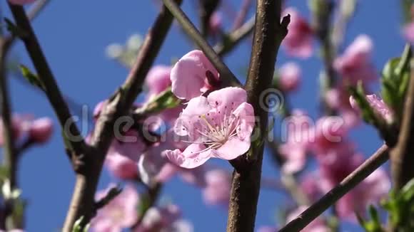 在樱花树上贴着4K花视频的预览图