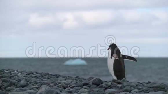 企鹅在海边的岩石上行走安德列夫视频的预览图