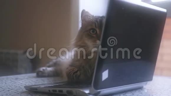 漂亮的快乐猫躺在笔记本电脑键盘上间谍1920x1080视频的预览图