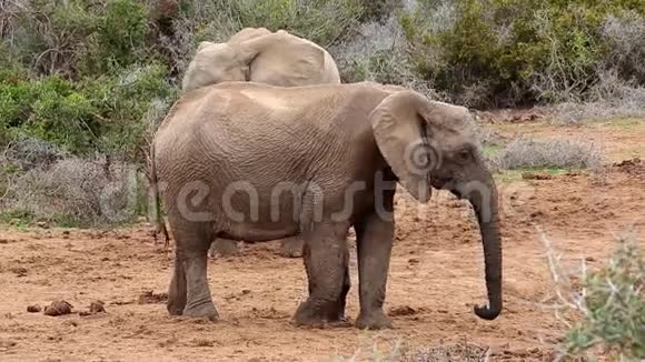 非洲小象喂养挣扎视频的预览图