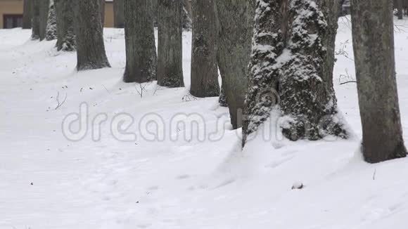 冬时青柠树巷公园落雪放大4K视频的预览图