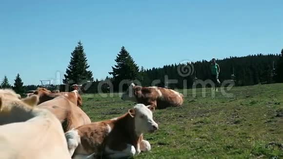 年轻女子在奶牛休息的地方慢跑视频的预览图