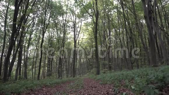 野的黄昏林树视频的预览图