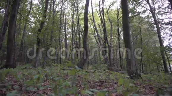 野的黄昏林树视频的预览图