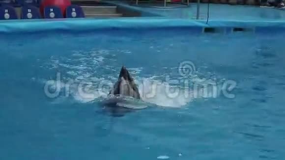 囚禁中的海豚美丽的表演视频的预览图