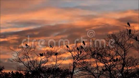 万圣节树上的乌鸦红色的黄昏时间的流逝视频的预览图
