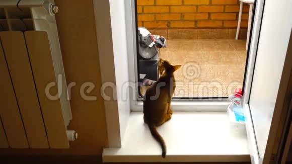 阿比西尼亚小猫跳到窗台上视频的预览图