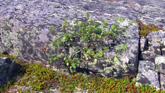 矮人桦树在岩石上视频的预览图