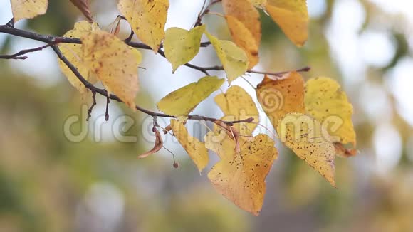 秋天的森林黄色的白杨树叶子在秋天公园的背景下秋景金秋视频的预览图