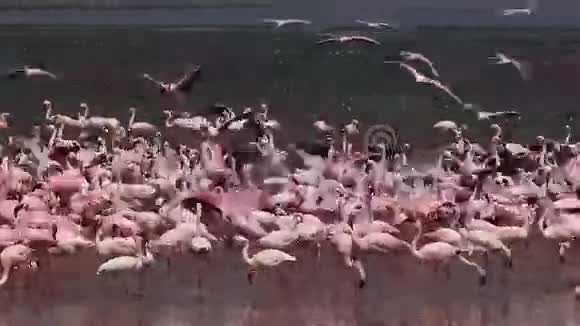 小火烈鸟小型短翅目集体洗澡一些在飞行殖民地在博戈里亚湖在肯尼亚视频的预览图