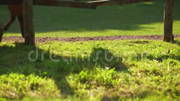 日落时在围场里吃草的马双脚特写视频的预览图