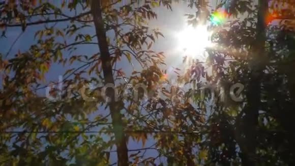 阳光照在树叶上视频的预览图
