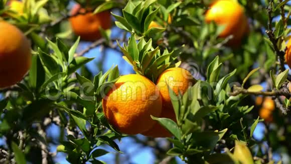 成熟的橘子挂在树上视频的预览图