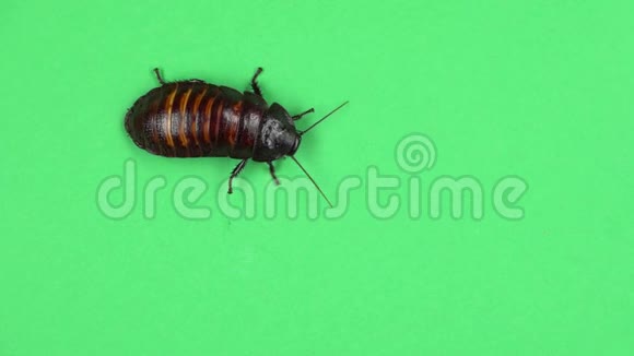 马达加斯加蟑螂爬行绿色屏幕从上面看视频的预览图