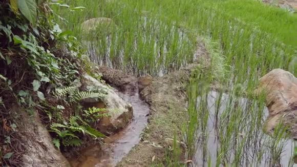 山上的水稻梯田绿灌水田有成排的稻芽水淹没了工厂关门视频的预览图