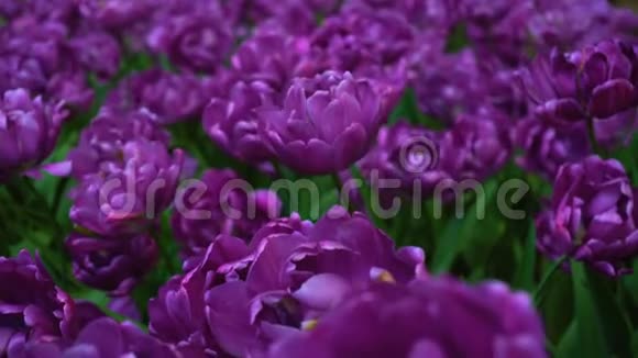美人绽放紫色郁金香视频的预览图