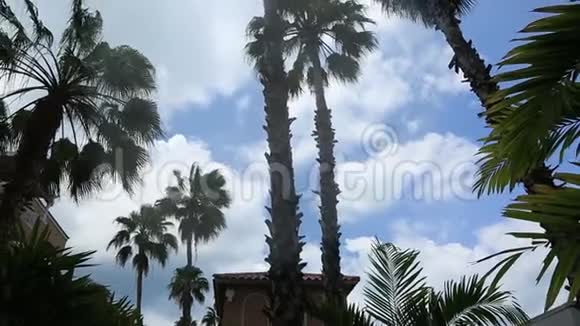 蓝天白云背景上华丽的棕榈树阿鲁巴岛视频的预览图