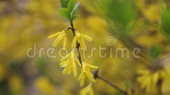 花园里树枝上一朵美丽的黄色春天的花视频的预览图