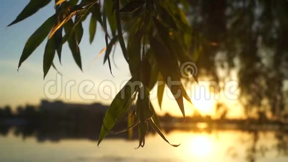 太阳枝自然湖视频的预览图