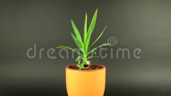 黑色背景的橙色花盆中的尤卡植物尤卡植物旋转色度键背景视频的预览图