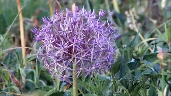 紫色allium花视频的预览图