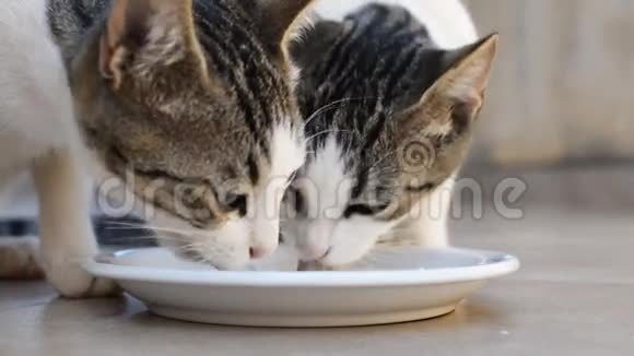 两只猫在喝牛奶视频的预览图