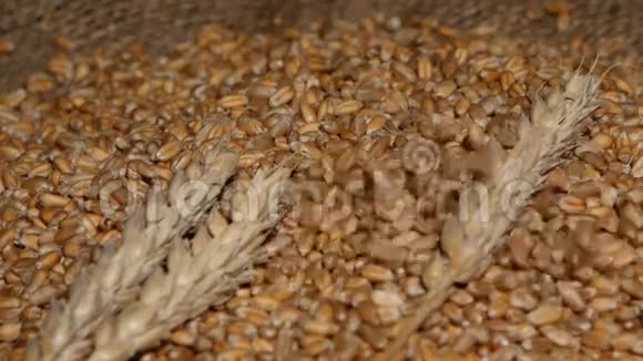 小麦倒在谷物堆的顶部木头背景上有麦穗视频的预览图