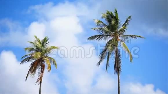 蓝天上的两棵大棕榈树视频的预览图