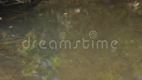 水上漫步者格里斯拉克鲁斯也被称为池塘滑冰者或耶稣虫子在水面上跳跃视频的预览图