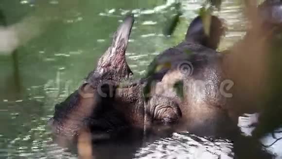 犀牛在尼泊尔国家公园洗澡视频的预览图
