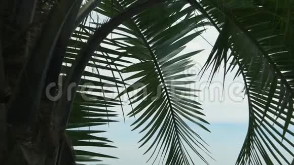 水背景上的棕榈树视频的预览图