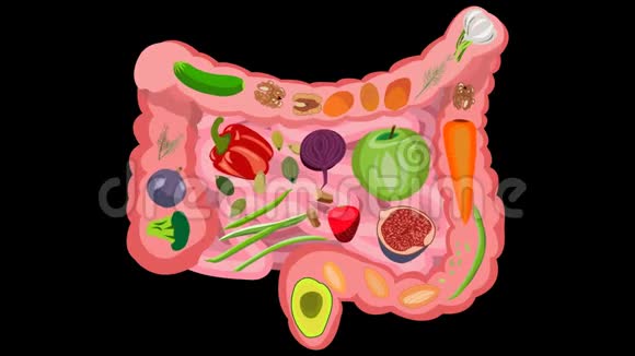 肠道健康的健康食品透明背景录像视频的预览图