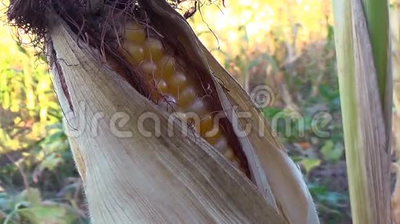 滑过一片金黄的玉米芯干燥的玉米地成熟的玉米地视频的预览图