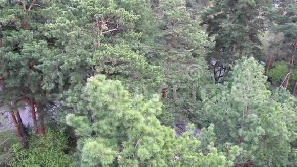 公园里的一片松树林鸟瞰视频的预览图