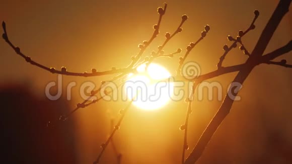 秋干树枝处夕阳剪影阳光景观秋树榆极浅聚焦早晨视频的预览图