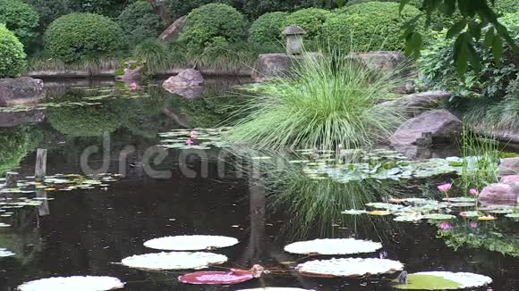澳大利亚沼泽黑斑在澳大利亚一个风景优美的日本花园的池塘里视频的预览图