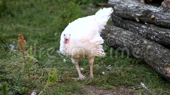 腿受伤的土耳其小鸡视频的预览图