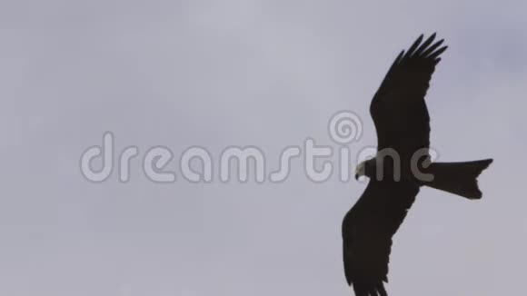 一只缓慢飞行的棕色老鹰视频的预览图