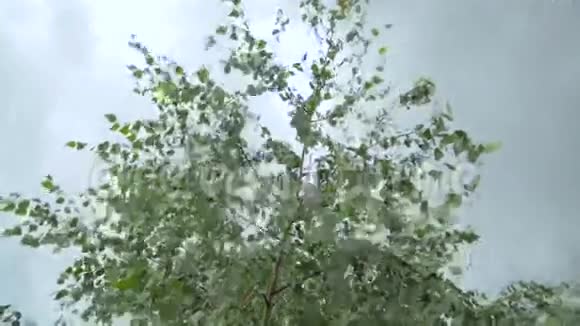 风在多云天气吹白桦叶关门视频的预览图