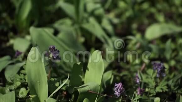 山谷中的百合花马加利斯紫色的花草地上山谷的紫色百合春天开花了特写视频的预览图