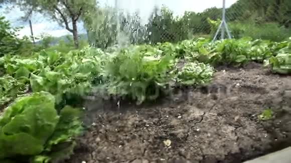 给花园里的沙拉浇水视频的预览图