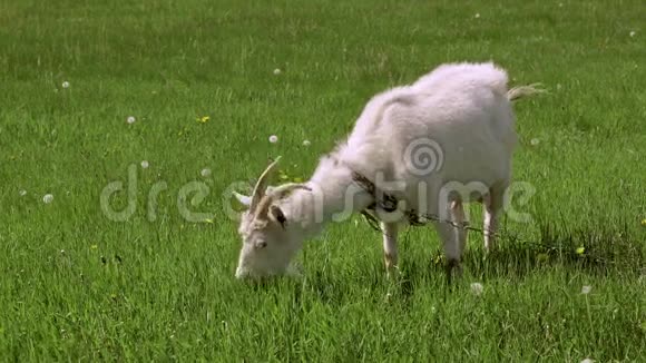 在农场里喂食的白山羊视频的预览图