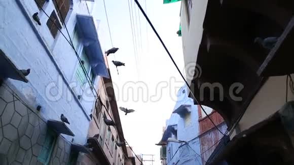 鸟儿坐在约德普尔的房子之间wire视频的预览图