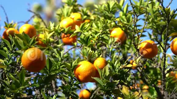 成熟的橘子挂在树上视频的预览图