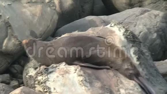 海豹在新西兰睡觉视频的预览图