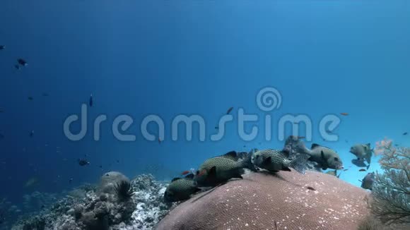 珊瑚礁与哈莱金甜唇和绿海龟4k视频的预览图